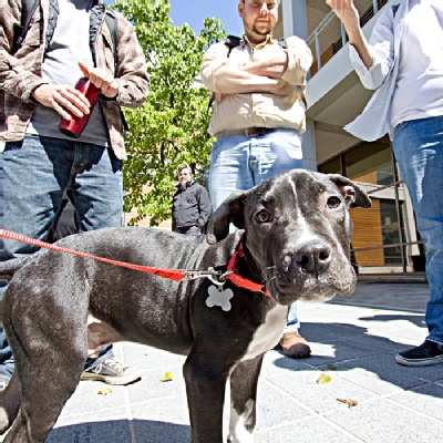 Puppies 1